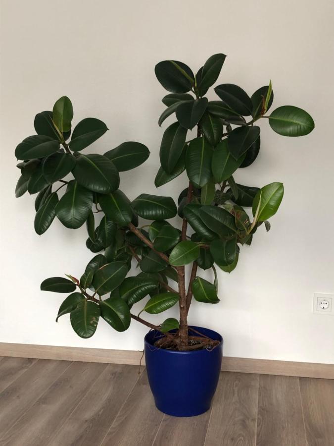 Ferienwohnung Dunja 불라이 외부 사진